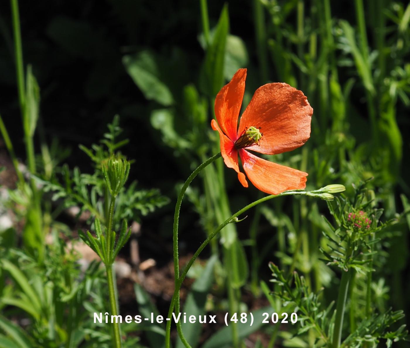 Poppy, Long-headed flower